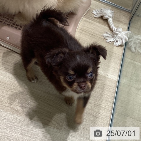 チワワの写真