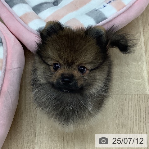 ポメラニアンの写真