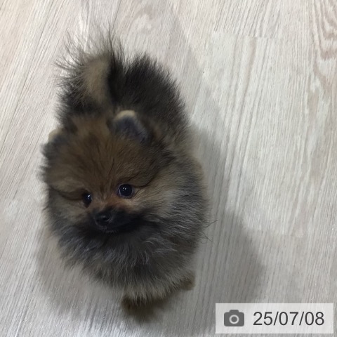 ポメラニアンの写真