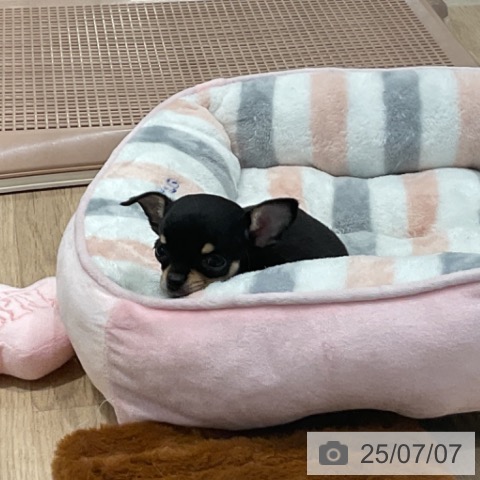 チワワの写真
