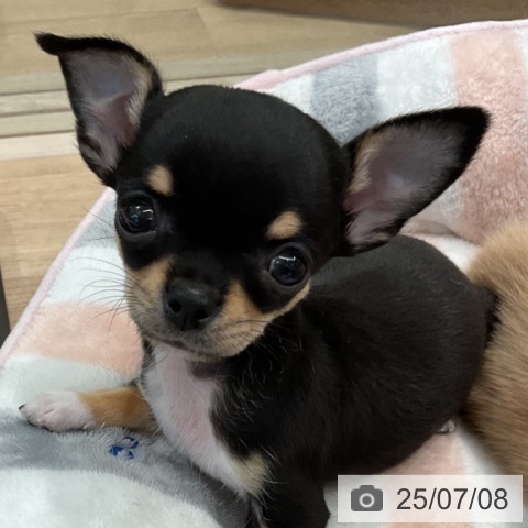チワワの写真