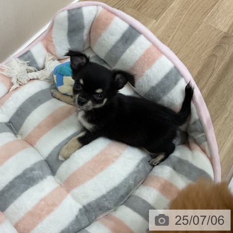 チワワの写真