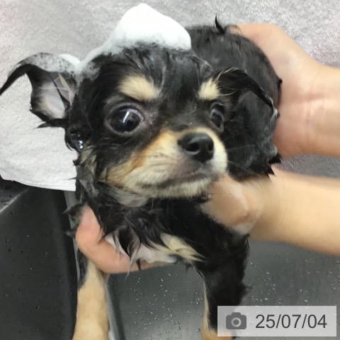 チワワの写真