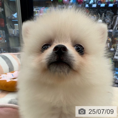 ポメラニアンの写真