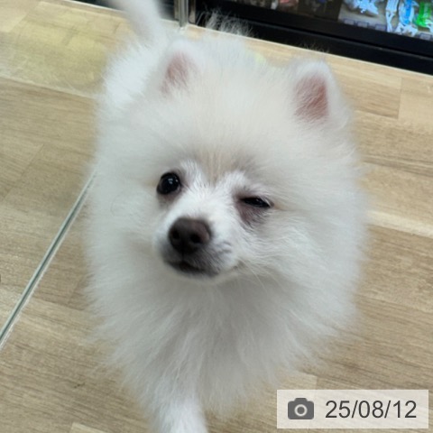 ポメラニアンの写真
