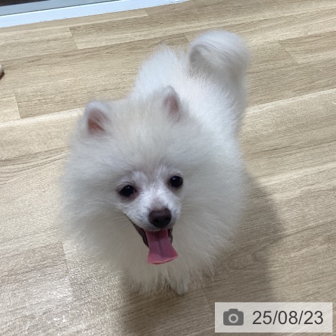 ポメラニアンの写真