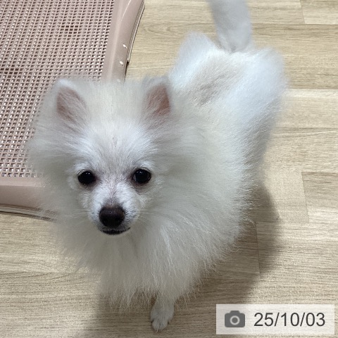 ポメラニアンの写真