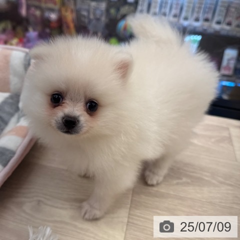 ポメラニアンの写真