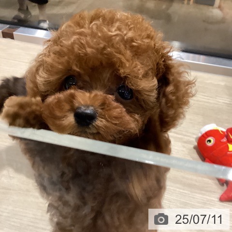 トイ・プードルの写真