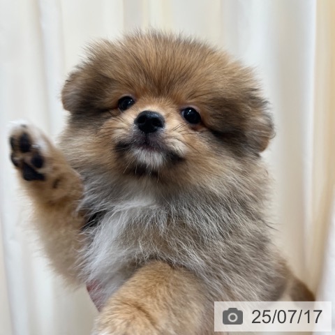 ポメラニアンの写真