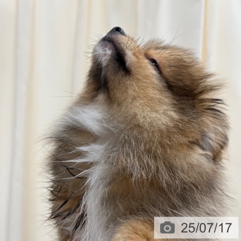 ポメラニアンの写真