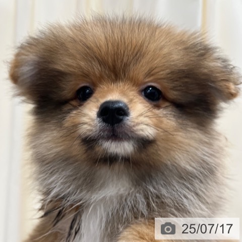 ポメラニアンの写真