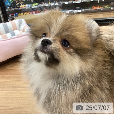 ポメラニアンの写真