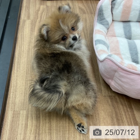 ポメラニアンの写真