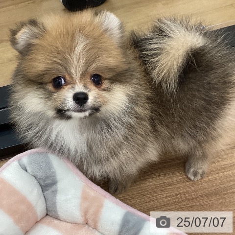 ポメラニアンの写真