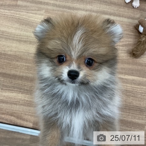 ポメラニアンの写真