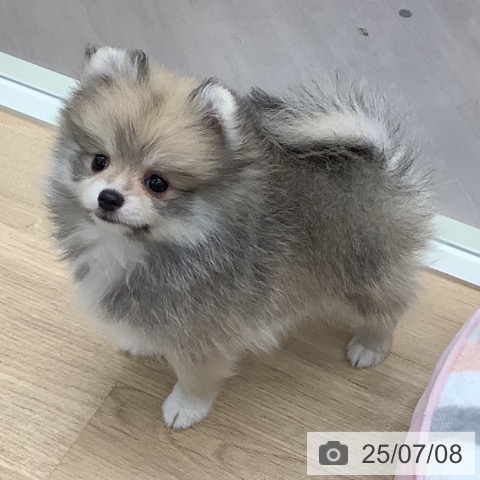 ポメラニアンの写真