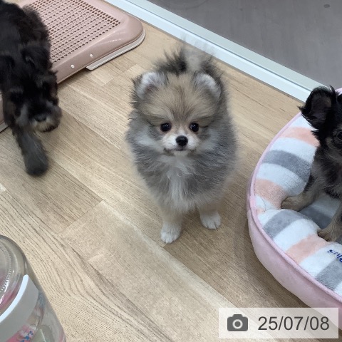 ポメラニアンの写真