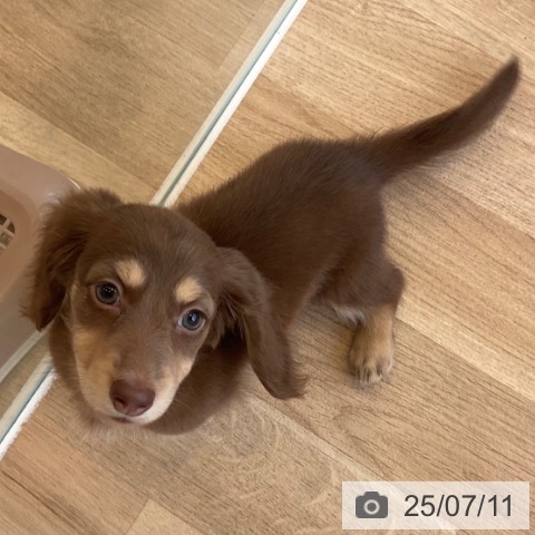 ミニチュア・ダックスフンドの写真