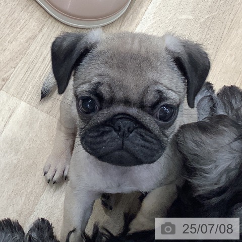 パグの写真