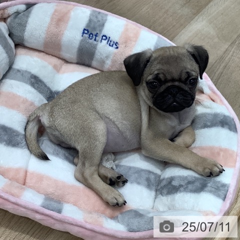 パグの写真