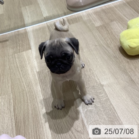 パグの写真