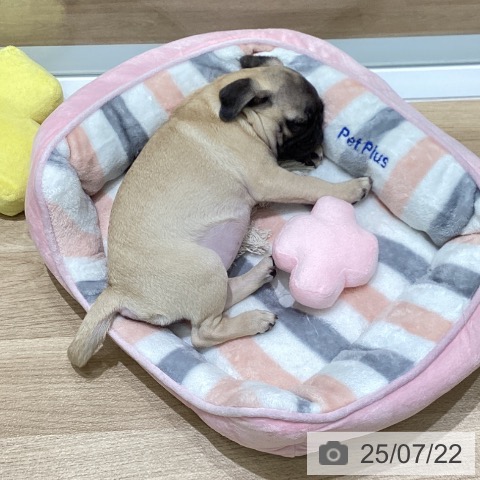 パグの写真