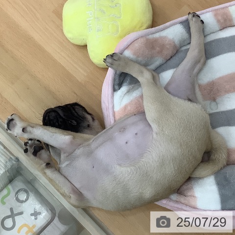 パグの写真