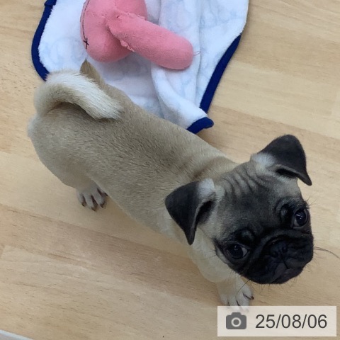 パグの写真