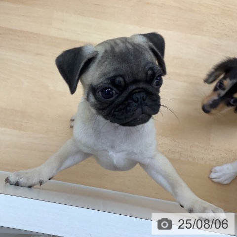 パグの写真