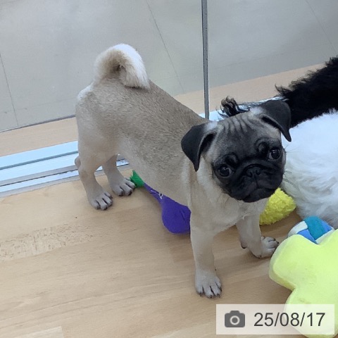 パグの写真