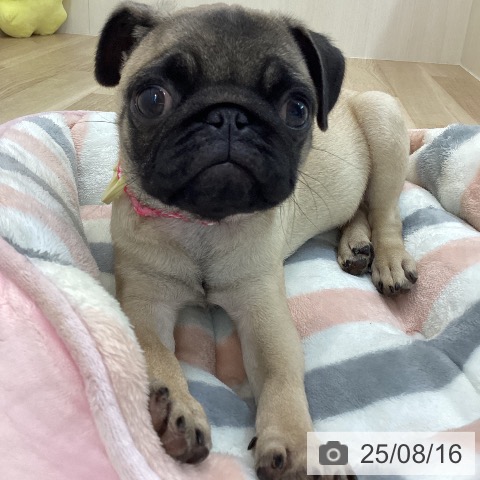 パグの写真