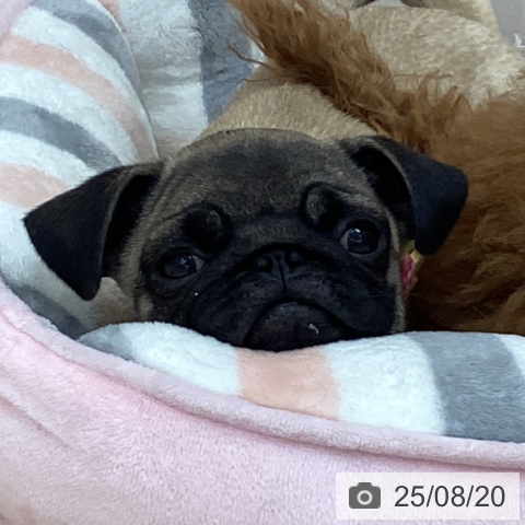 パグの写真