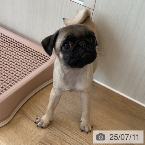 パグの写真