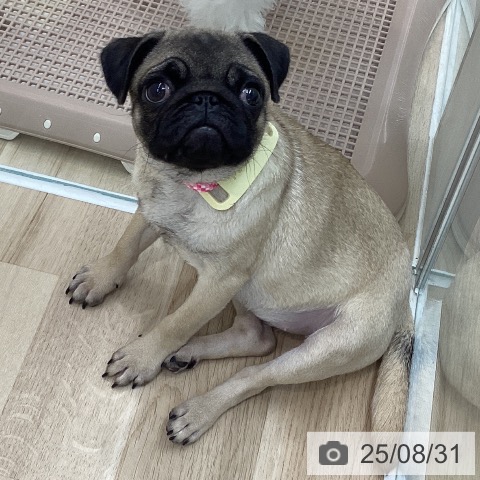 パグの写真