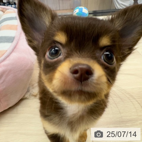 チワワの写真