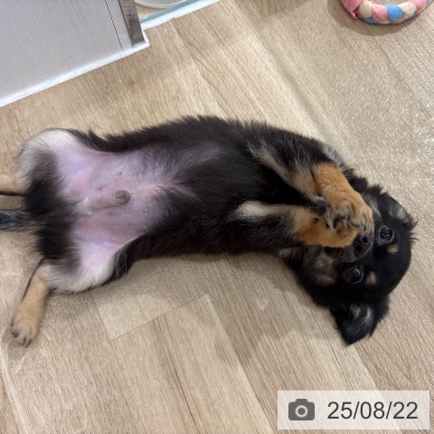 チワワの写真
