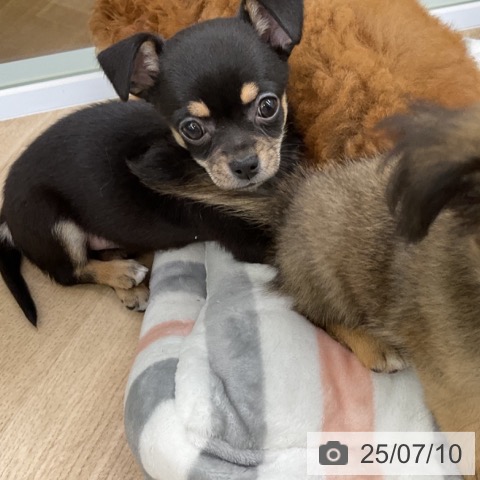 チワワの写真