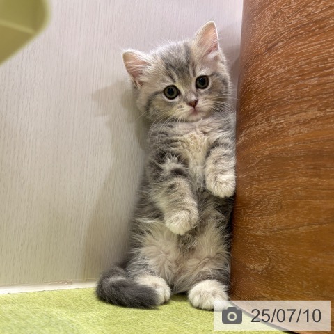 マンチカンの写真
