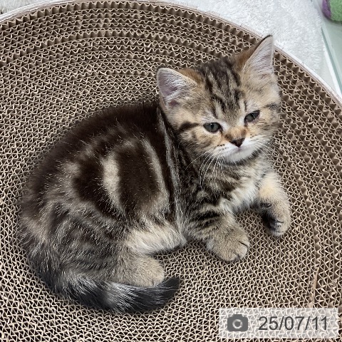 マンチカンの写真