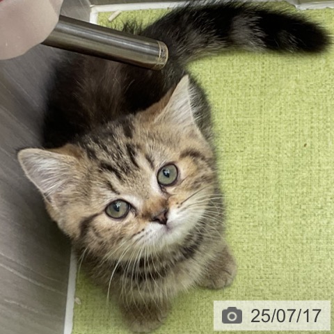 マンチカンの写真