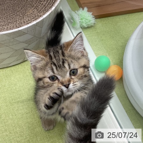 マンチカンの写真