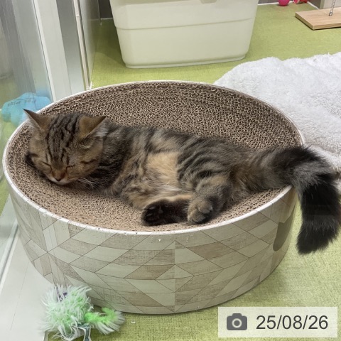 マンチカンの写真