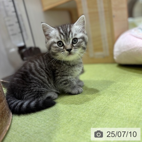 マンチカンの写真