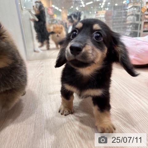 ミニチュア・ダックスフンドの写真