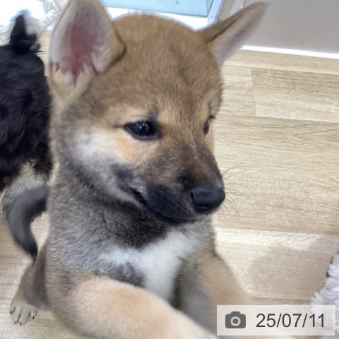柴の写真