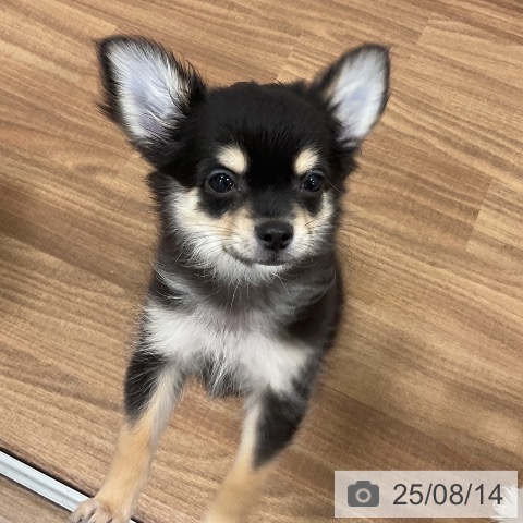 チワワの写真