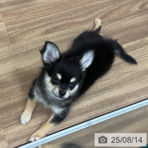 チワワの写真