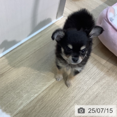 チワワの写真