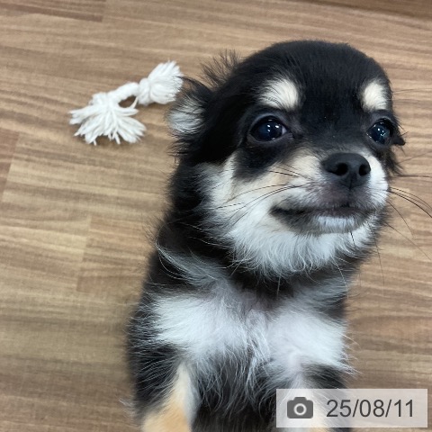チワワの写真